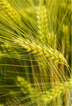 KWS Wintergerste: Resistent gegen Gelbverzwergungsvirus.