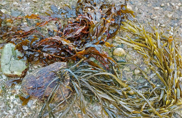 Fingertang (Laminaria digitata, links) und Knotentang (Ascophyllum nodosum, rechts).