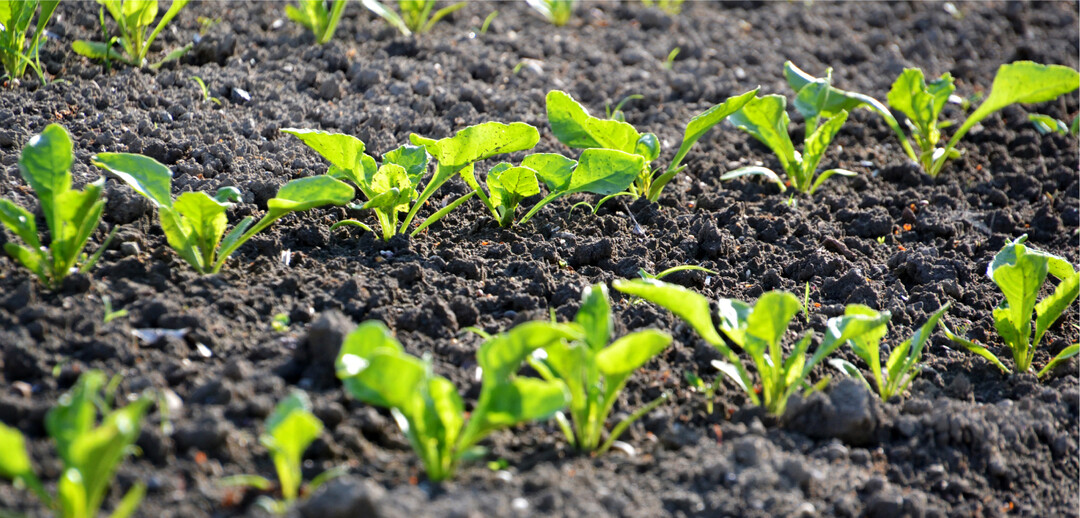 Das R�benjahr beginnt. Der R�benpreis stimmt. Nun muss noch die Witterung mitspielen.