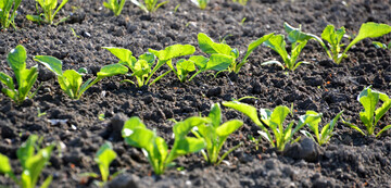 Das R�benjahr beginnt. Der R�benpreis stimmt. Nun muss noch die Witterung mitspielen.