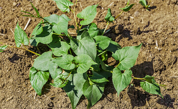 Der Windenkn�terich ist ein in Sommerungen h�ufig anzutreffendes Unkraut.