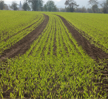 Die beste Wirkung ist im Auflauf der Unkr�uter zu erzielen.