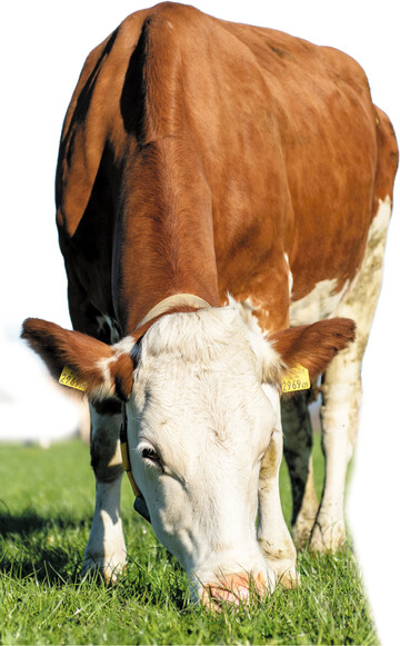 Mit dem baldigen Start der Weidesaison sind K�he und Rinder dem Befall von W�rmern und Egeln verst�rkt ausgesetzt. Das gilt auch im Stall, wenn sie frisches Gras vorgelegt bekommen.