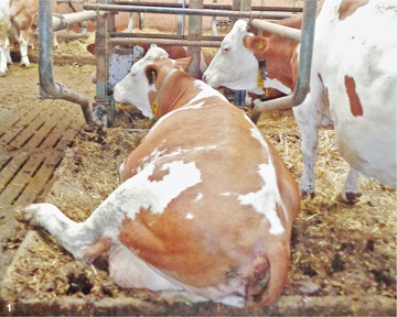 Da K�he beim Liegen den Kopf h�ufig seitlich nehmen, darf im vorderen Bereich des B�gels die H�he des unteren B�gels nicht mehr als 30 cm betragen.