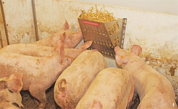 Wie die Schweine Stroh und Heu aus den Raufen annehmen, wurde in der Versuchsreihe getestet.