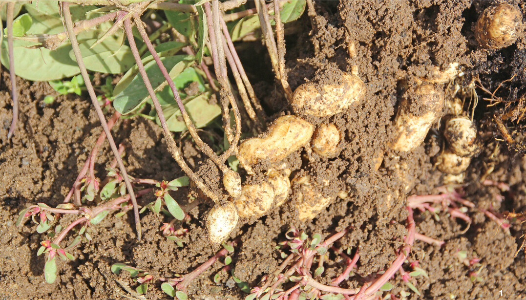 An kleinen Stielen wachsen die Erdn�sse im Boden heran. Zuvor hatten sich die selbst befruchteten Bl�ten zum Boden geneigt und in die Erde gebohrt.