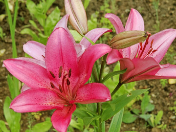 Die Lilie �Dani Arifin� geh�rt zu den LA-Hybriden, einer Kreuzung aus Asiatischen Lilien und 
Longiflorum-Lilien
.