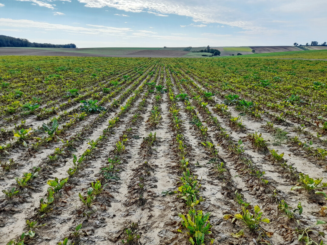 Massive Sch�digungen der Zuckerr�benbest�nde inkl. abgestorbenen Pflanzen im 
Raum Heilbronn im September 2023.
