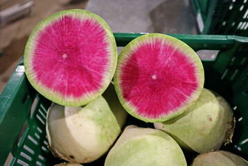 Das Innere des Wassermelonenrettichs Red Meat erinnert an eine Wassermelone und schmeckt mild.