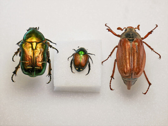 Der Japank�fer (Mitte) ist deutlich kleiner als ein heimischer Rosenk�fer (links) oder ein Maik�fer (rechts).