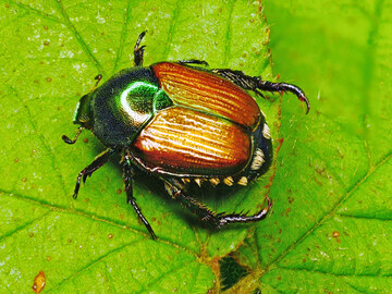 Charakteristisch f�r den ungef�hr 1 cm gro�en Japank�fer ist die gr�nliche F�rbung an Kopf und Halsschild, die zwei braunen Fl�geldecken sowie f�nf wei�e Haarb�schel an jeder Seite und zwei wei�e Haarb�schel am Hinterteil.