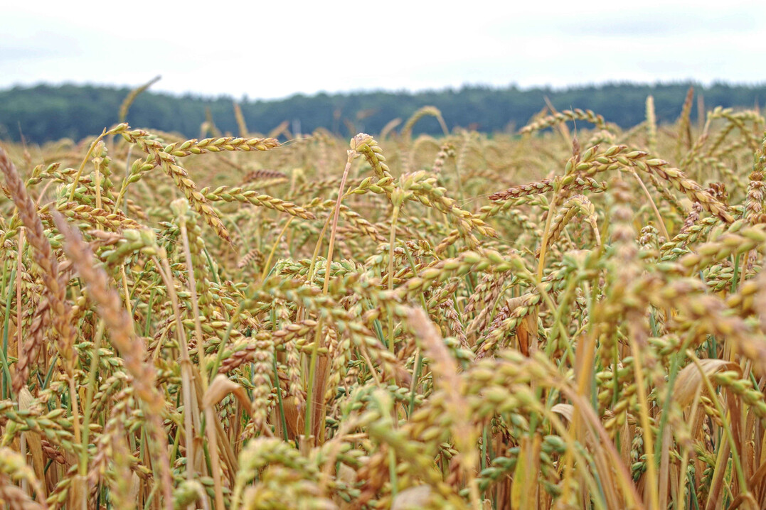 Die Vorr�te an Dinkel wurden weitgehend abgebaut, damit hat die Kultur wieder deutlich an Attraktivit�t gewonnen.