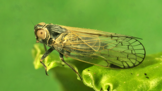 Für das Vorgehen gegen die Schilfglasflügelzikade als Überträgerin von SBR und Stolbur wurden Hot-Spot-, Übergangs- und Grenzregionen definiert.