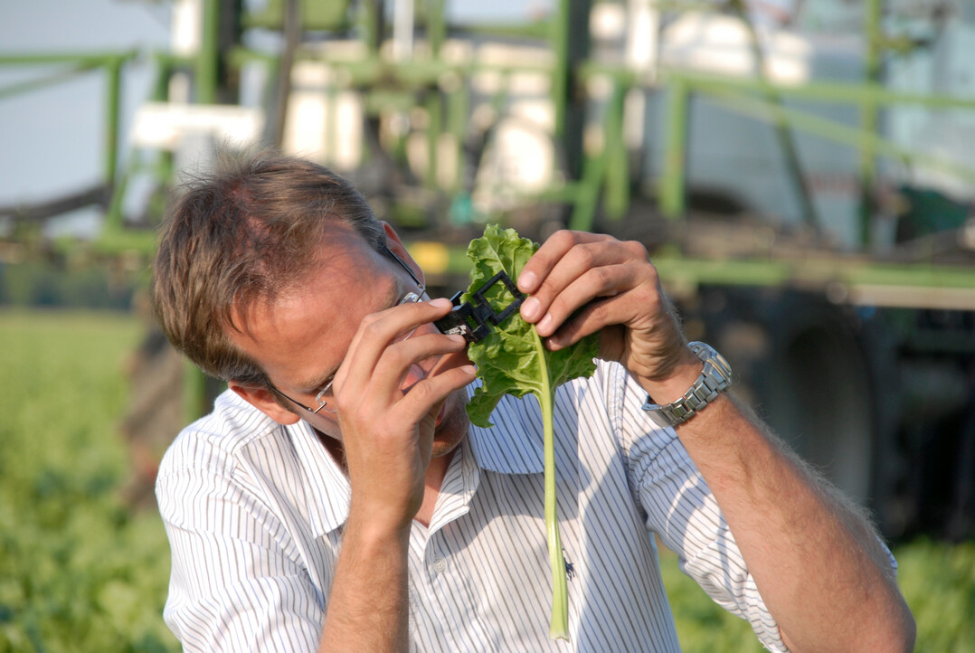 Ein Landwirt kontrolliert die Gesundheit seiner Zuckerrüben mit einer Lupe. Solche Arbeiten könnten in Zukunft durch digitale Messgeräte vereinfacht werden, die wie ein mobiles Labor funktionieren.
