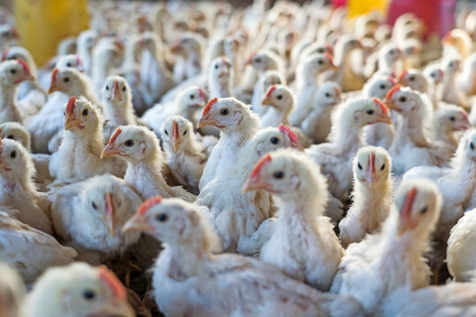 Laut Studie beeinflusst die Pelletgr��e das Broilerwachstum nur in der fr�hen Phase.