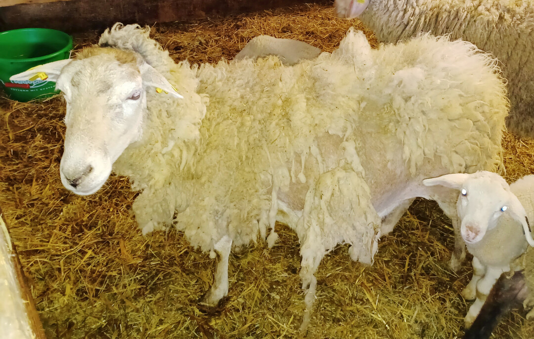 1 Bei Verdacht auf einen Befall mit den Milben der Schafräude sollten alle Tiere im Bestand unverzüglich behandelt werden.