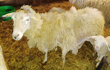 1 Bei Verdacht auf einen Befall mit den Milben der Schafr�ude sollten alle Tiere im Bestand unverz�glich behandelt werden.