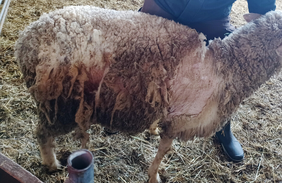 2 Die Symptome der Schafräude zeigen sich unter anderem durch einen Ausfall der Wolle und Haare.