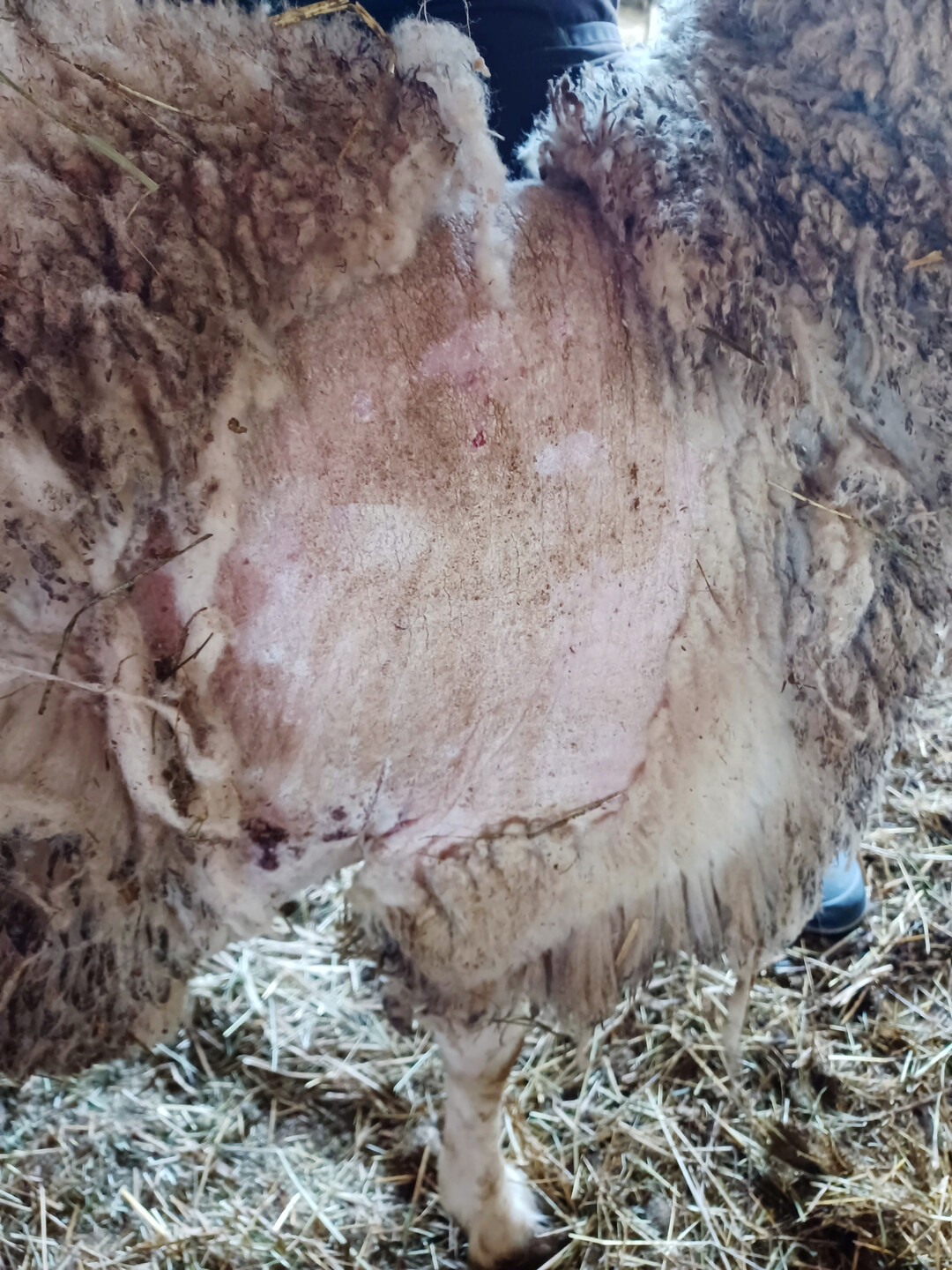 3 Im fortgeschrittenen Stadium der Erkrankkung bilden sich Krusten und Schuppen, die Haut der Tiere reagiert mit nässenden Entzündungen.