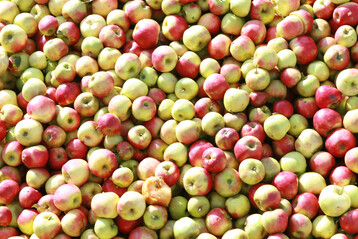 Anlieferung von Streuobst.