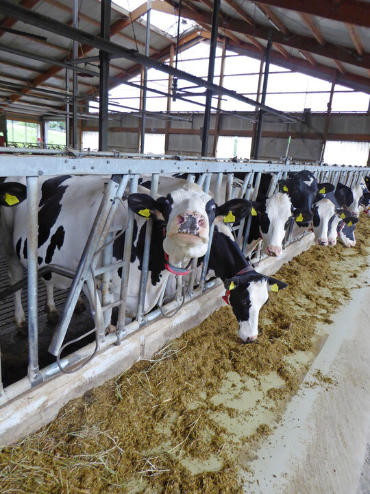 Gesunde Kühe: Wohlfühlställe halten in immer mehr Betrieben Einzug.