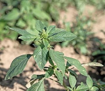 Amarant, ein w�rmeliebendes Unkraut, sorgt in vielen Kulturen f�r erhebliche Probleme.