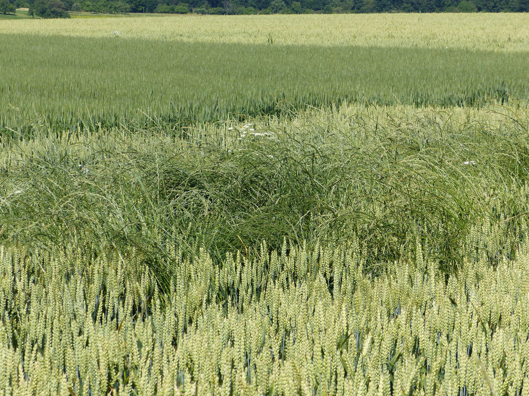 Weidelgras in Weizen. Weidelgras sollte auf Äckern nie zur Samenreife kommen, um den Eintrag von Samen in den Boden zu verhindern. Insbesondere beim Ackerfutterbau ist hier Vorsicht geboten. Die Mähintervalle sollten nicht zu lange gewählt werden. Hat sich Weidelgras als Ungras etabliert, gilt es durch eine Kombination von chemischen und mechanischen Verfahren, das Weidelgras zurückzudrängen. Welche Wirkstoffe in Frage kommen, kann eine Resistenzuntersuchung zeigen.