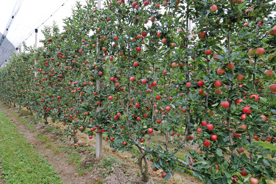 Mehrachssysteme füllen die ihnen zur Verfügung stehende Ertragszone gut aus.