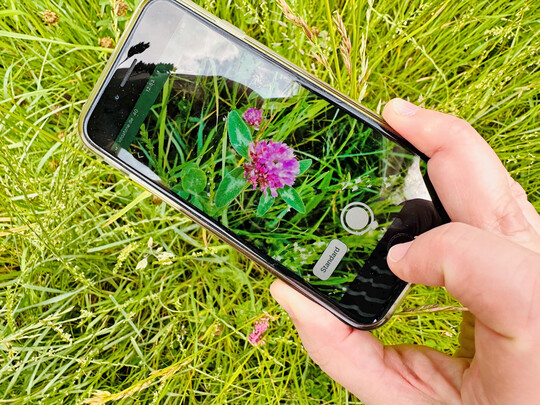 Fotoaufnahme der Kennart Rotklee mit der App profil bw.