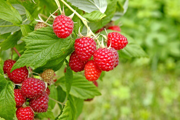 Im Juni beginnt die Himbeersaison.