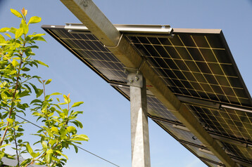 Agri-PV-Anlage über Apfel, Zwetschge, Birne und Kiwi sowie Brombeeren und Kiwibeeren.