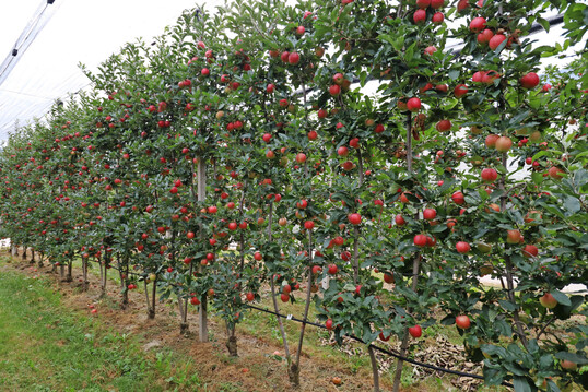 Bibäume zeigten in den Südtiroler Versuchen oftmals höhere Fruchtgewichte und größere Fruchtdurchmesser.