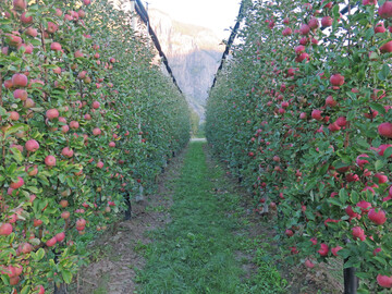 Mit Mehrachssystemen lassen sich schmale Fruchtwände erziehen. Das erleichtert eine maschinelle Bearbeitung der Anlage.