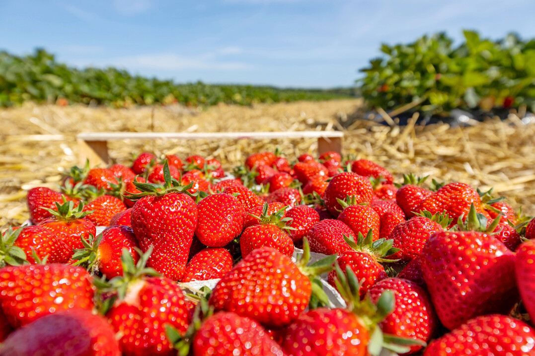 Die Witterung mit sonnigen Tagen und k�hlen N�chten hat den Erdbeeren nicht nur ein gutes Aroma verliehen, sondern auch dazu gef�hrt, dass die Reife gestaffelt erfolgte und die Erntemenge gut �ber den Markt abflie�en konnte.