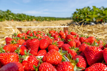Die Witterung mit sonnigen Tagen und kühlen Nächten hat den Erdbeeren nicht nur ein gutes Aroma verliehen, sondern auch dazu geführt, dass die Reife gestaffelt erfolgte und die Erntemenge gut über den Markt abfließen konnte.