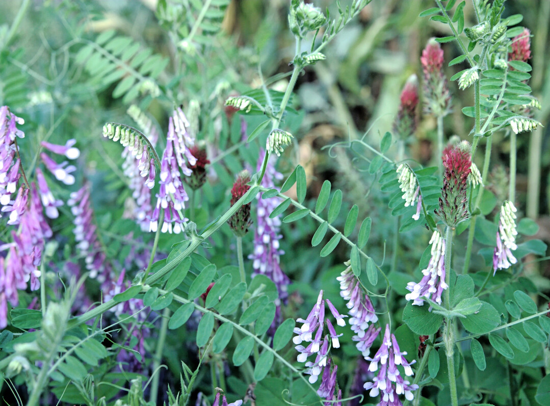 Mit Leguminosen im Zwischenfruchtanbau lassen sich zum Teil beachtliche Mengen an Stickstoff dem Anbausystem zuf�hren.