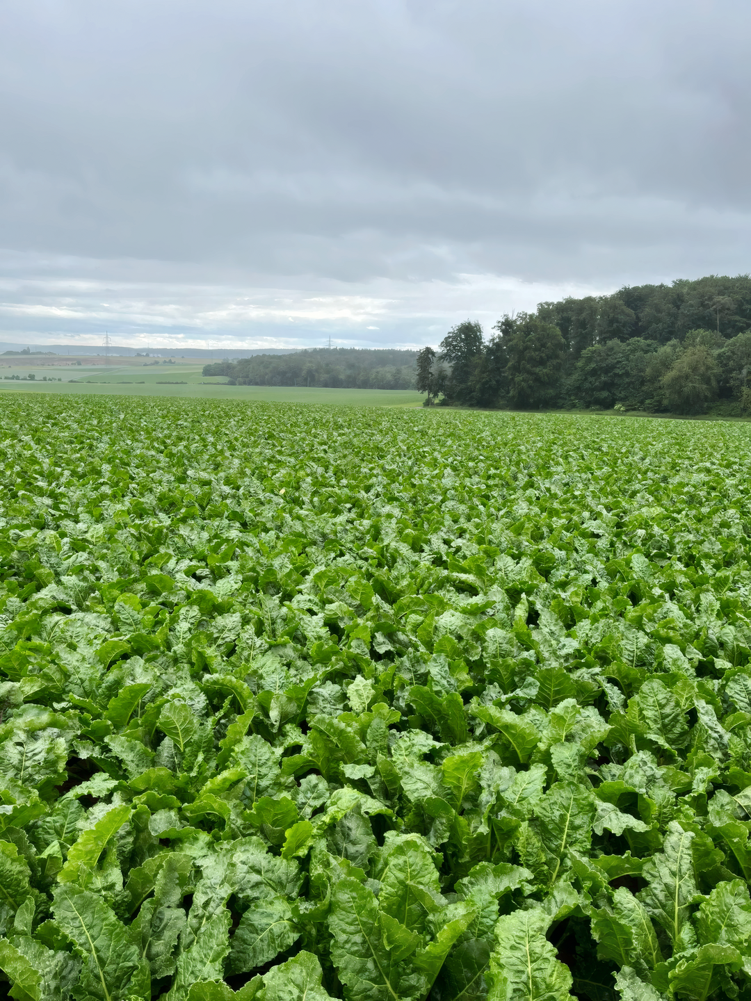 In einigen Best�nden sind die Reihen bereits seit einigen Wochen geschlossen.