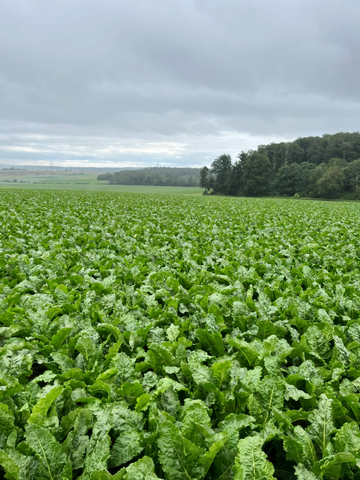 In einigen Best�nden sind die Reihen bereits seit einigen Wochen geschlossen.