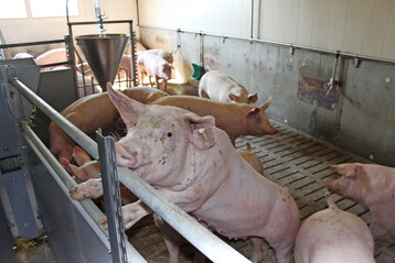 Mit einem Klima-Schnellcheck können Schweinehalter in Südddeutschland künftig überprüfen, wie nachhaltig sie ihren Betrieb bewirtschaften.