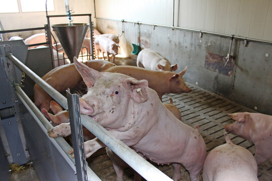Mit einem Klima-Schnellcheck können Schweinehalter in Südddeutschland künftig überprüfen, wie nachhaltig sie ihren Betrieb bewirtschaften.