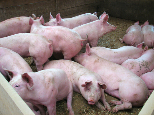 Die EU hat ihre Ausfuhren von Schweinefleisch gesteigert. In Drittländer ging im ersten Vierteljahr mehr Ware – trotz der MKS-bedingten Lieferklemme in Deutschland.