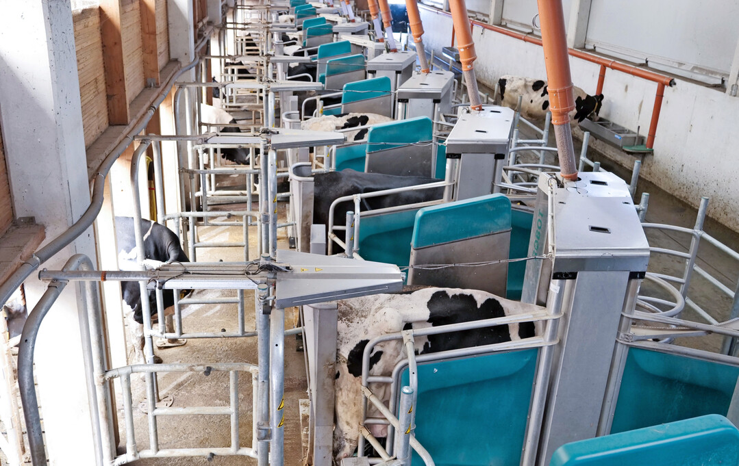 Die Melkroboter in Reihenanordnung erm�glichen ein strukturiertes und automatisiertes Batchmelken.