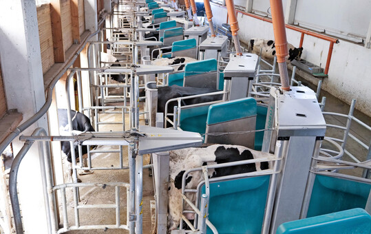 Die Melkroboter in Reihenanordnung erm�glichen ein strukturiertes und automatisiertes Batchmelken.