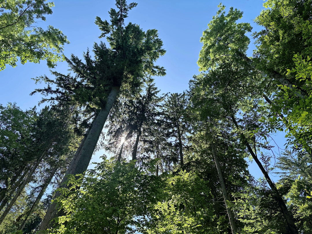 Baumkronen im Mischwald.
