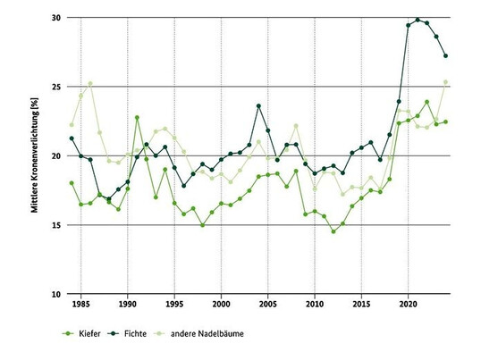 Entwicklung der mittleren Kronenverlichtung bei Nadelb�umen.