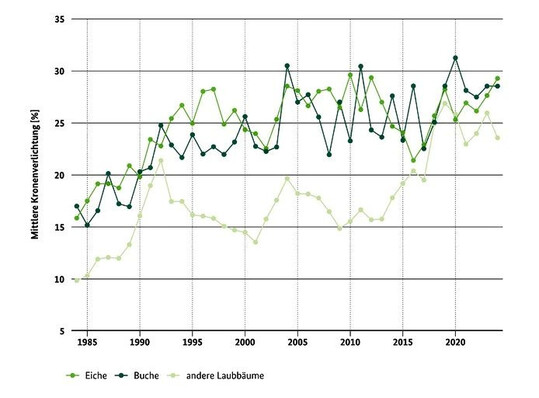 Entwicklung der mittleren Kronenverlichtung bei Laubb�umen.