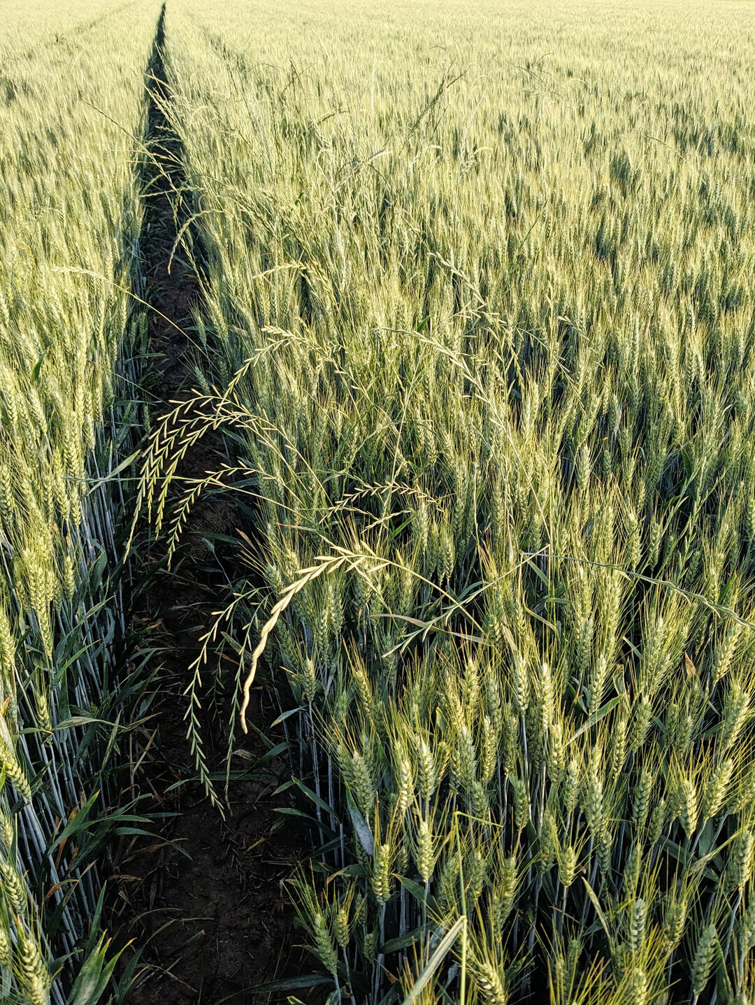 Überstehen Unkräuter eine sachgerecht durchgeführte Herbizidmaßnahme unbeschadet, sollte ein Resistenztest in Erwägung gezogen werden.