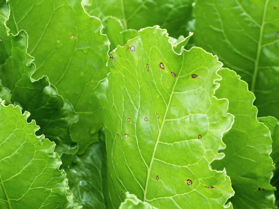 Systemische Wirkstoffe wie z. B. Prothioconazol werden nur in lebendem Pflanzengewebe transportiert. In das abgestorbene Gewebe der Cercospora-Blattflecken (siehe Foto) kann der Wirkstoff daher nicht von der Pflanze hinein transportiert werden. Deshalb sollte eine Behandlung m�glichst fr�hzeitig erfolgen.