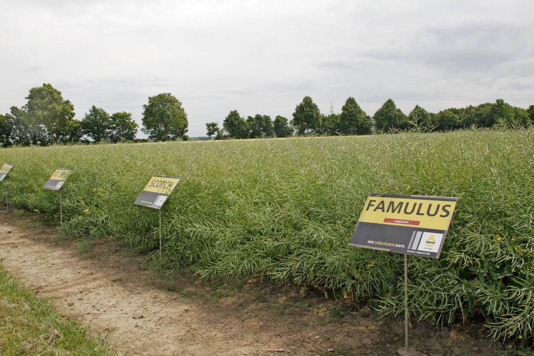 Die Rapool-Rapszüchtung wird mit einem umfangreichen Feldversuchswesen untermauert, in dem die Sorten beispielsweise mit unterschiedlichen Beizen konfrontiert werden. Hier die Sorte Famulus mit Rlm7-Phoma-Resistenz, Doppel-Virus-Resistenz und einer hohen Widerstandsfähigkeit gegenüber Cylindrosporium.