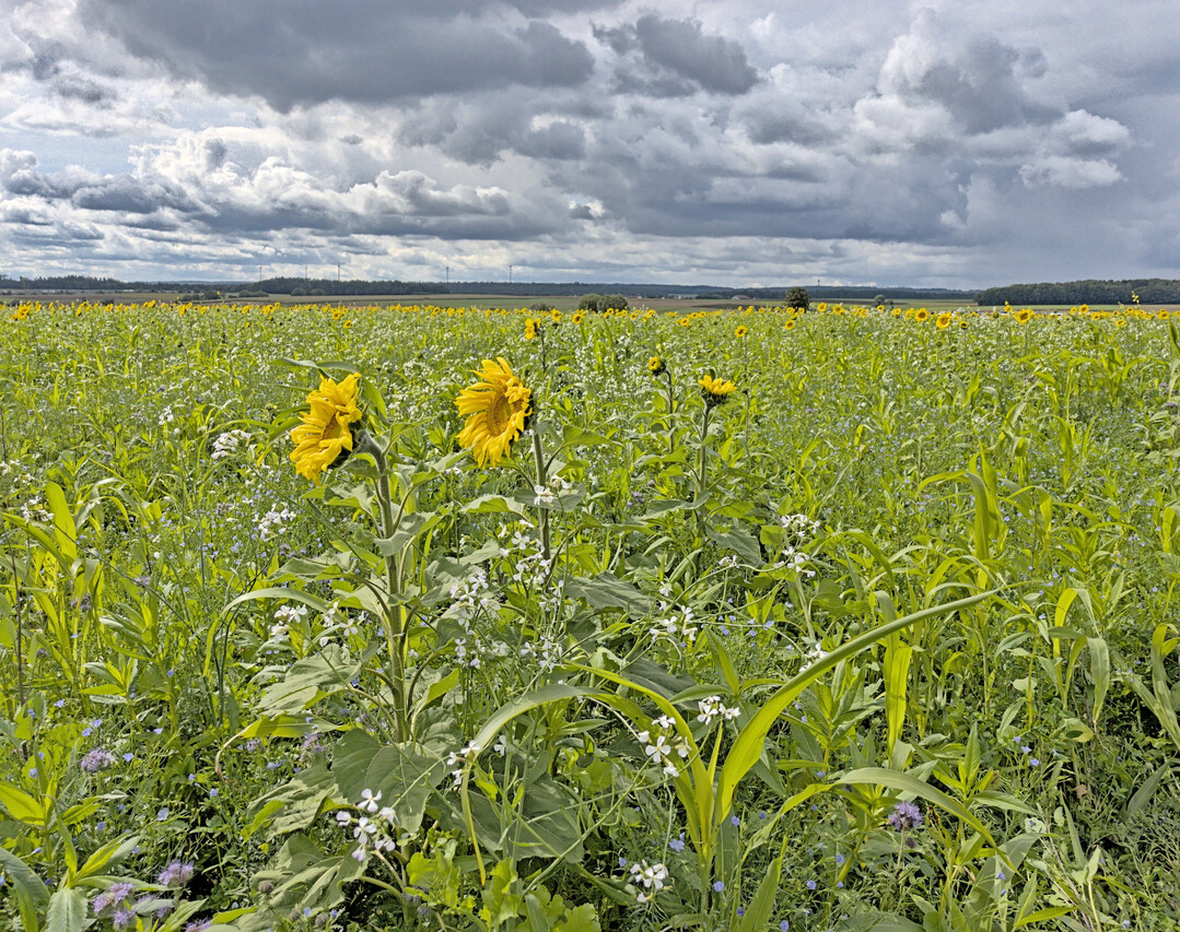 Geeignete Zwischenfrüchte ermöglichen den erfolgreichen Erhalt von Mykorrhiza-Pilzen zwischen zwei Hauptfrüchten.